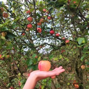 Métiers Verger de La Braille aux Loups