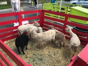 La Braille aux Loups - Ferme pédagogique