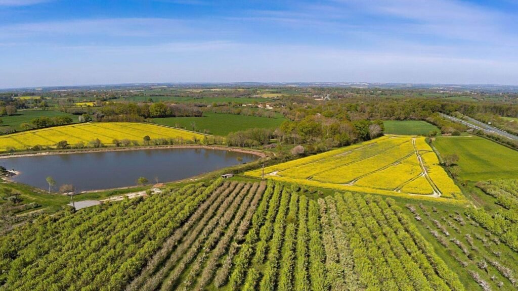 Cueillette de Poires Williams