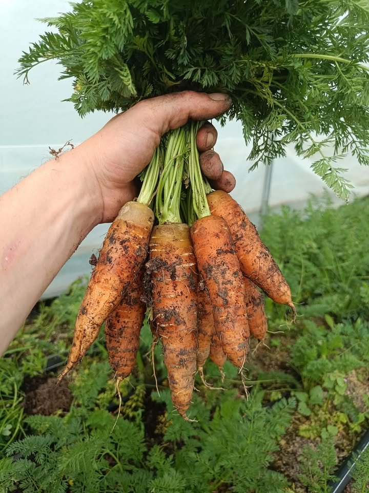 Jardins de La Braille aux Loups - Maraîchage biologique diversifié