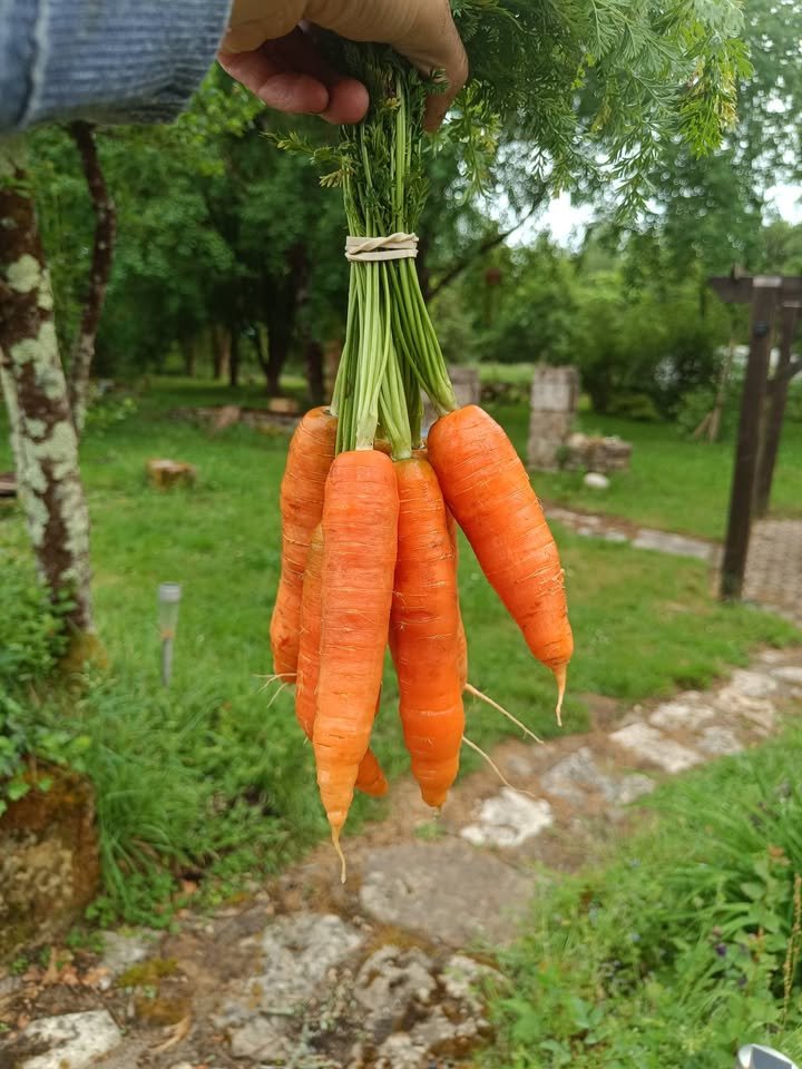 Jardins de La Braille aux Loups - Maraîchage biologique diversifié