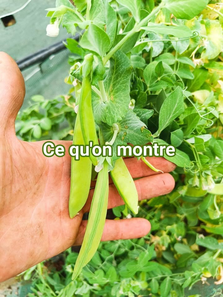 Jardins de La Braille aux Loups - Maraîchage biologique diversifié